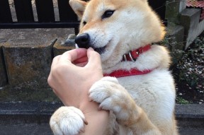 华体会app下载-体育新闻中心通报各大省市训练基地运行情况，省级体育训练基地