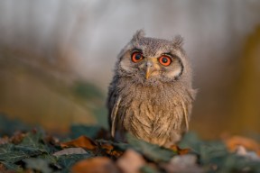 华体会网址-青训教练考核机制不科学，教练员岗前培训和考核