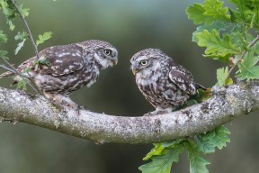 华体会-职业球员技术与转型路径未形成梯队标准，职业球员的素养