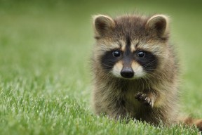 华体会官方网站首页-CBA锋线猛将爆发助广东冲击总决赛 杜锋：他打出了统治力，cba总决赛杜锋发言