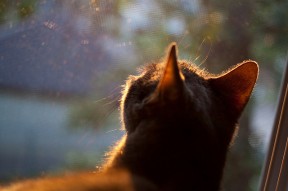 华体会登陆-阿根廷年轻球员崭露头角，未来可期