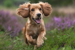 华体会-体育新闻中心支持运动社群知识内容共建机制，体育新闻中心支持运动社群知识内容共建机制是什么