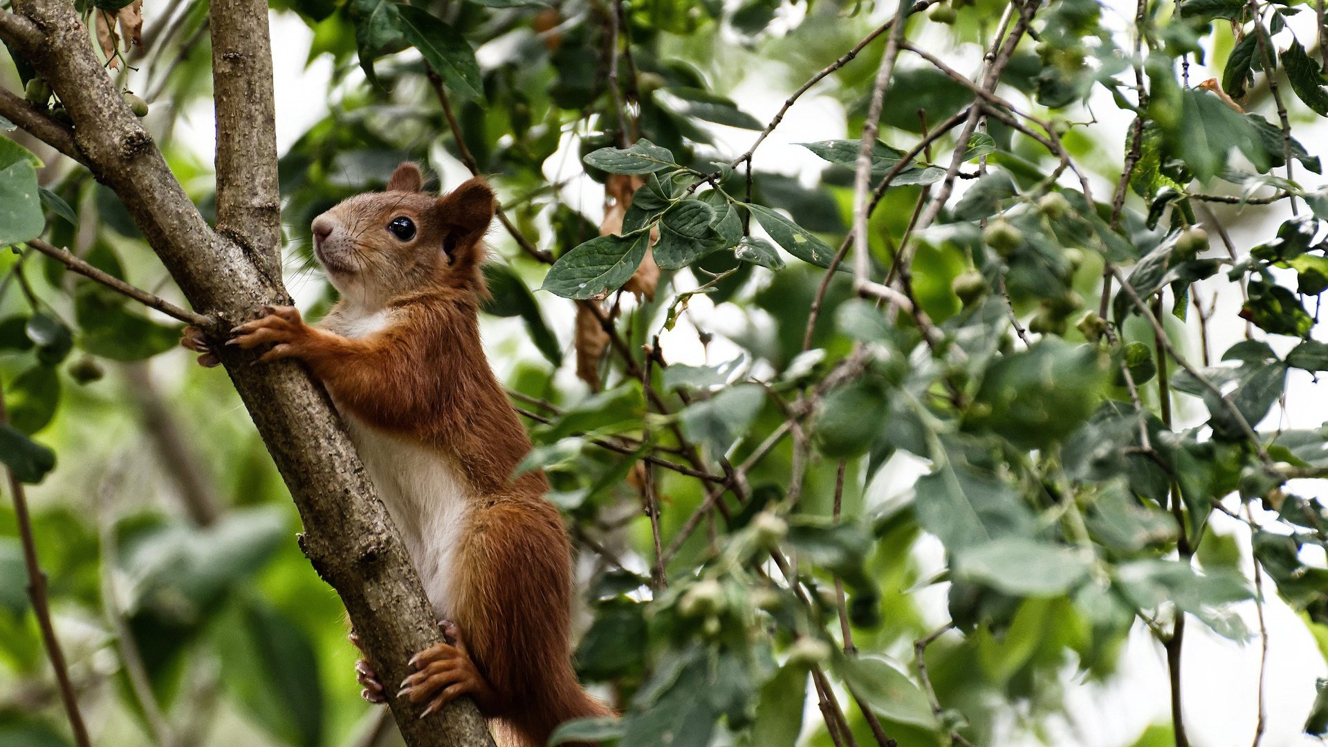 中国篮球教练员领导风格与球队表现关系研究,中国篮球教练员领导风格与球队表现关系研究论文