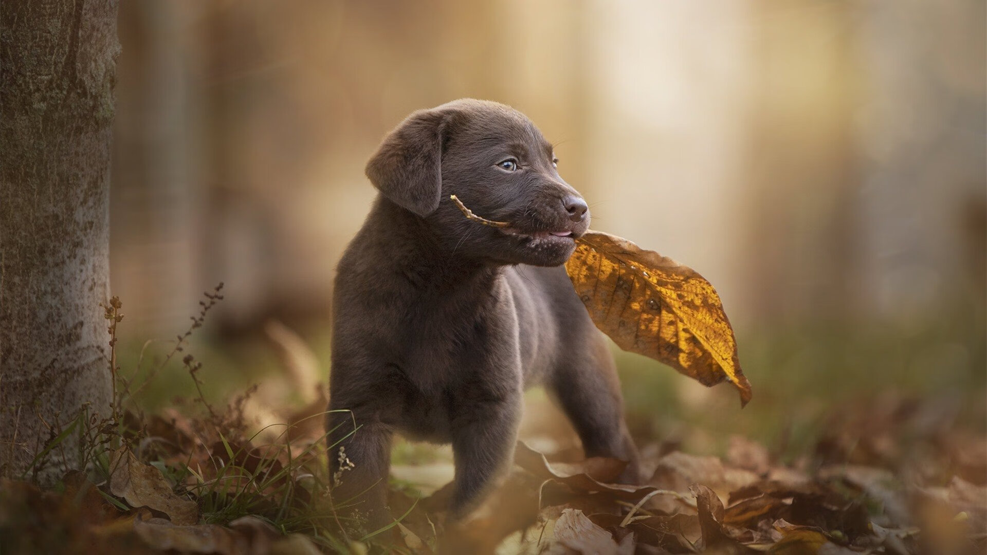 中国篮球职业俱乐部财务风险控制研究，篮球俱乐部企业组织结构图