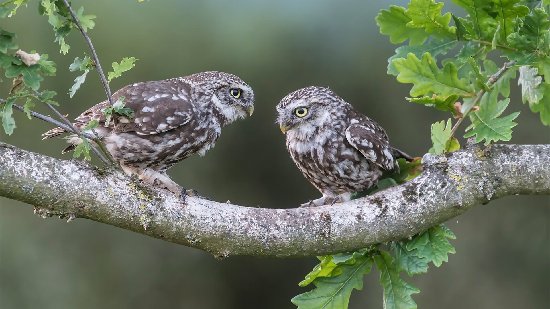 英超裁判语义分析提升VAR判罚准确性的实践研究，足球var裁判