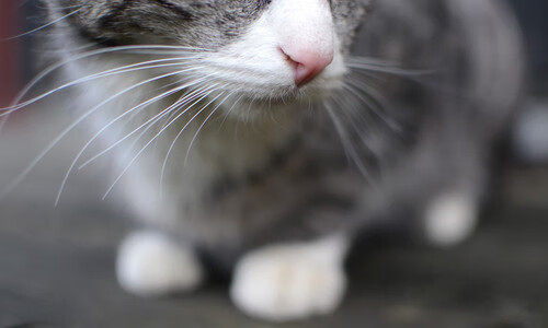 青少年体育训练安全管理制度研究，2017年青少年体育工作要点