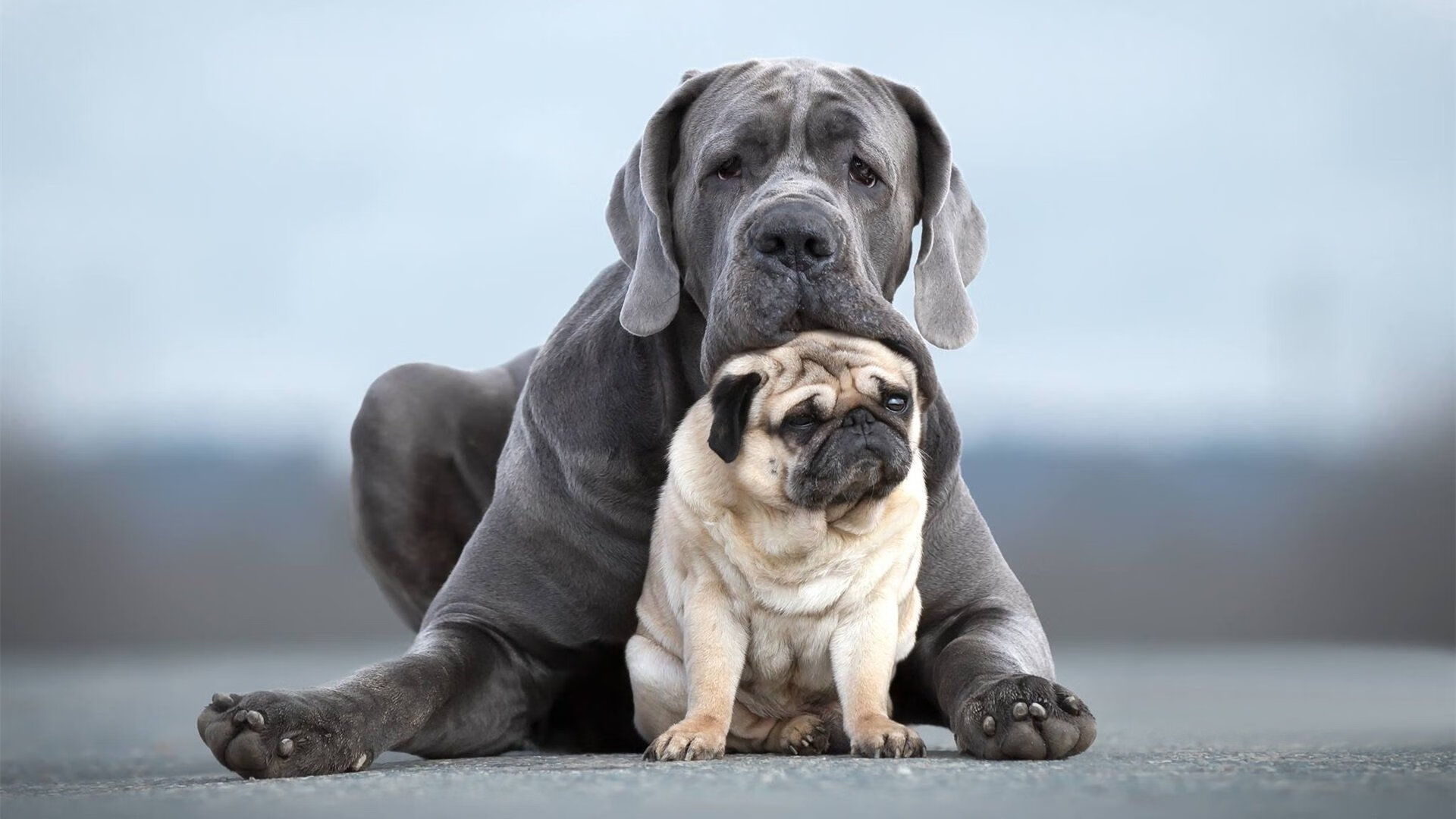 库里谈进攻发起点转移提升全队效率，库里进攻技巧集锦