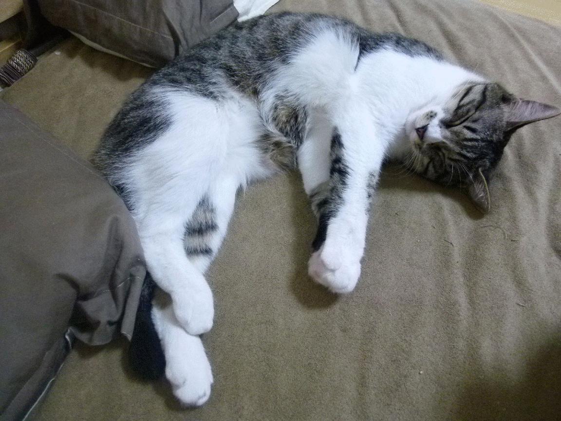 火箭宣布重点培养新人打造核心阵容,火箭团队