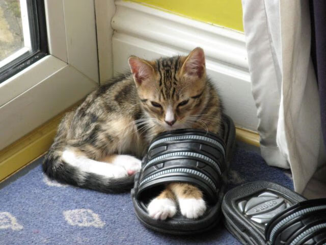 老鹰主场连胜状态持续火热，老鹰队主力