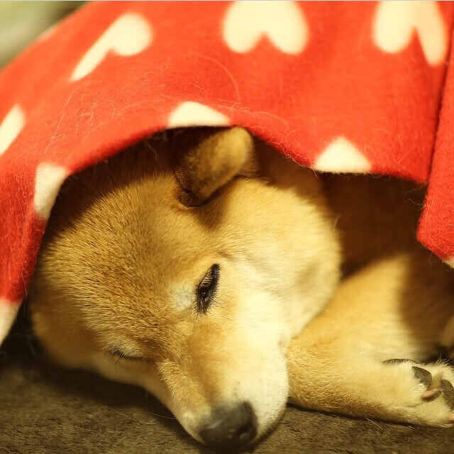 上赛季“黑马”外援全部离开，山西男篮试训锋线新援引关注