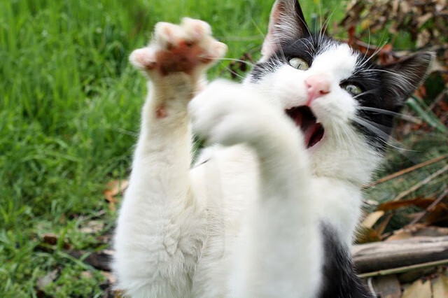 中国篮球赛事在短视频平台上的用户反馈类型分析,国内篮球视频