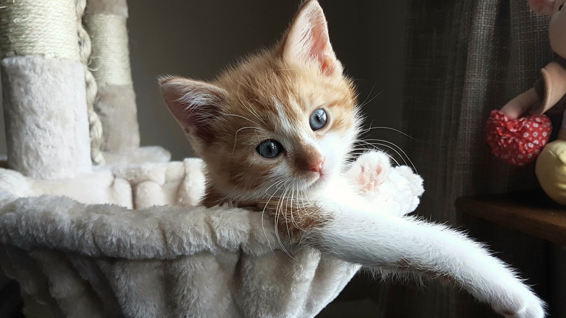 中国足球国家队加强技术团队建设,中国足球协会技术部