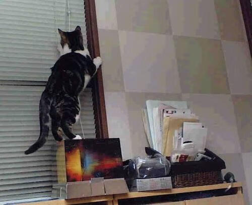 体操世锦赛中国队全力冲击团体金牌,体操世锦赛中国队获男团亚军