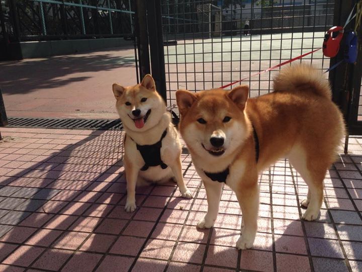 切尔西多特空手而归，阿森纳青训出奇兵，阿森纳 切尔西 集锦